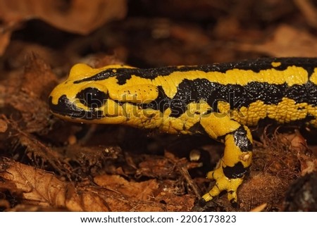 Closeup on a colorful yellow male Spanish Iberian fire salamander, Salamandra bernardezi