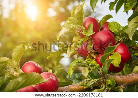 picture of a Ripe Apples in Orchard ready for harvesting,Morning shot Royalty-Free Stock Photo #2206176181