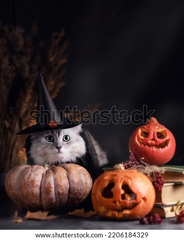 Halloween cat with pumpkins. 
October mood
