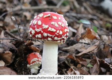 Beautiful and natural red amanita muscaria mushroom Royalty-Free Stock Photo #2206185893