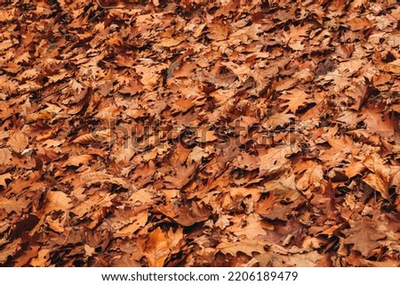 Autumn leaves background. Orange and brown fallen leaves on the ground.