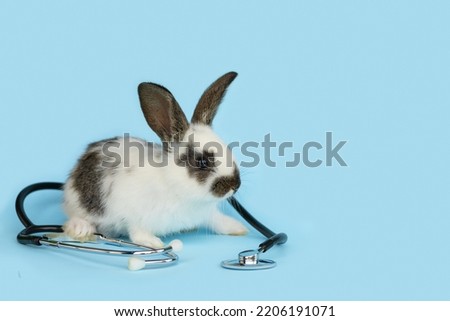 vet medicine concept. veterinary treatment of animal. rabbit bunny with stethoscope as veterinarian on blue background. health care pet. copy space, text