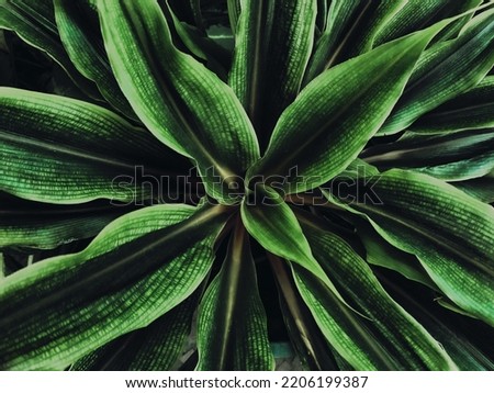 Close-up photo of a collection of green leaves, suitable for use in the background, wall paper and others.