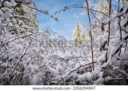 Forest in the snow. Snow on the branches in the foreground. Beautiful winter landscape. North Vancouver. Canada