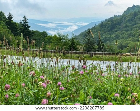 Great Smoky Mountain National Park in Tennessee. Wildflowers and panoramic view of foggy mountains along Highway 441, main driving route through park. Sugarland Mountain, Newfound Gap, Chimney Top. Royalty-Free Stock Photo #2206207785