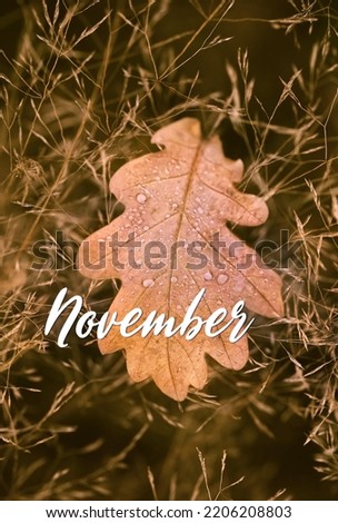 autumn background. dry oak leaf with rainy drops in grass close up, symbol of autumn. fall season. November month concept