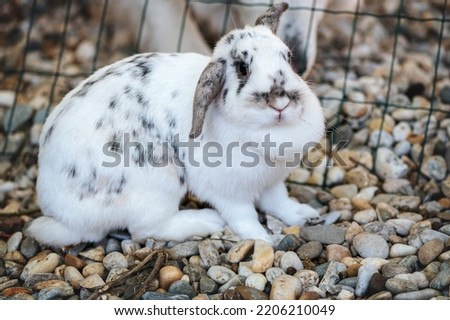 Beautiful spotted white and black, or grey rabbit - mini lop is sitting outside in the aviary