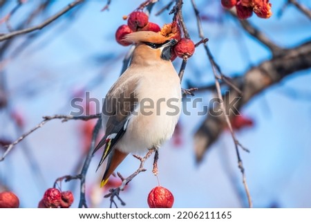 Bohemian waxwing sitting on a wild apple tree in winter or early spring day. The waxwing, a beautiful tufted bird eats red wild apples in winter. Wild bird. Latin name Bombycilla garrulus Royalty-Free Stock Photo #2206211165