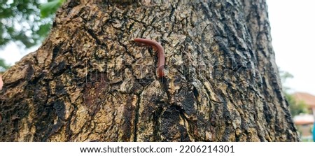 Millipede on the tree after the rain
