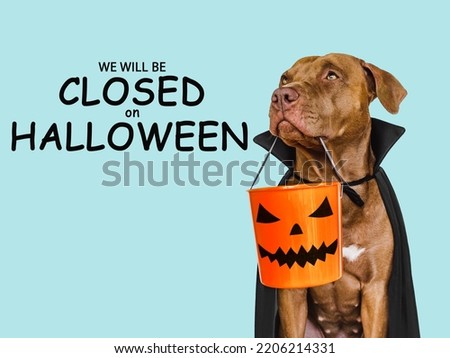Signboard with the inscription We will be closed on Halloween. Lovable brown dog and bright background. Close-up, indoors. Studio shot. Pet care concept Royalty-Free Stock Photo #2206214331