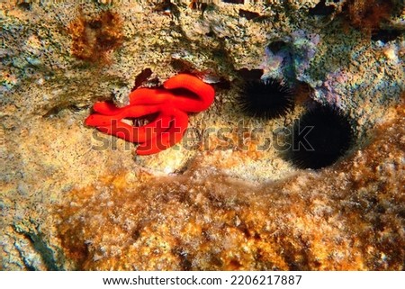 Red starfish and pair of sea urchin, underwater photography from snorkeling. Marine life, travel picture. Animals in the ocean.