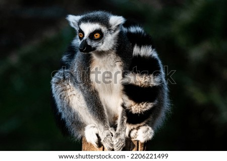 Lemur seated on the waiting for picture