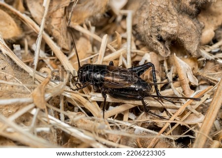 Closeup of Field Cricket. Pest control, insect and nature conservation concept. Royalty-Free Stock Photo #2206223305