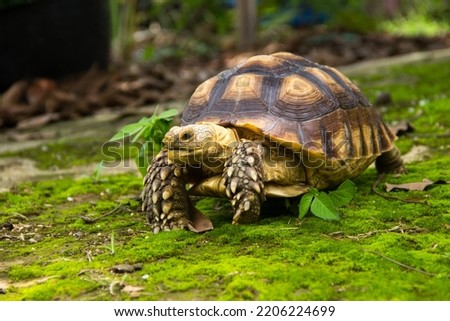 Land turtle in its natural environment. Cute turtle, Sulcata tortoise, African spurred tortoise. Royalty-Free Stock Photo #2206224699