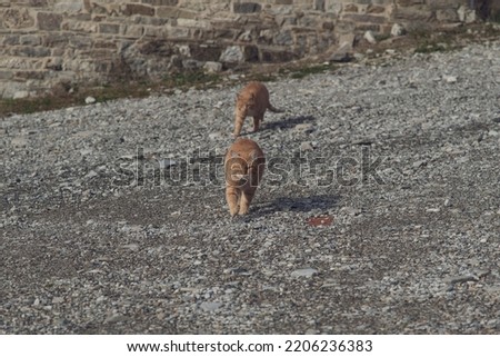 orange wild cats getting around the mountains 