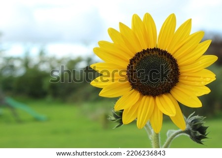 A selection of sunflower pictures 