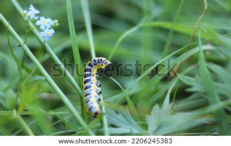 Caterpillar of a lettuce shark laying on a stalk. Moth colorful caterpillar with long thin body. Caterpilar on green grass stalk with blue forget-me-not blurred in the background. Horizontal picture.