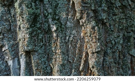 Tree trunk texture, dry old large