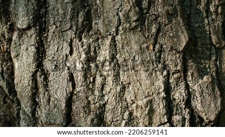 Tree trunk texture, dry old large