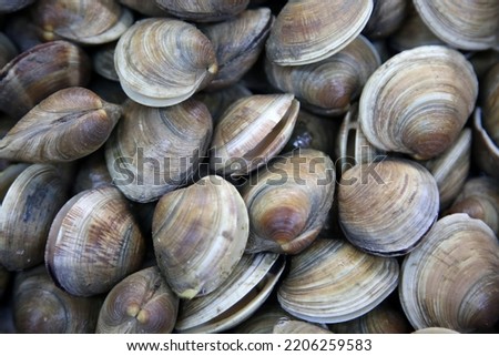 Clams. Wild Clams. Live Clams. Fresh Clams piled high for sale in a fish market. People world wide love eating them in many ways for Dinner or Lunch. Clam Chowder is always popular with hungry people.
