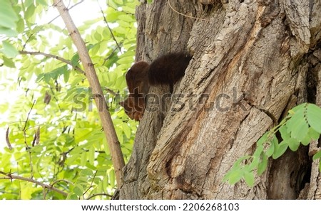 Squirrel hides winter supplies behind the bark of a tree