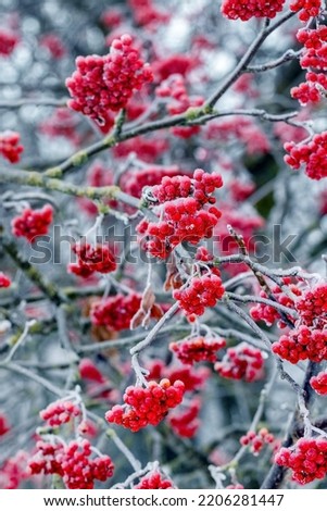 Frost-covered red rowan berries on a tree in winter