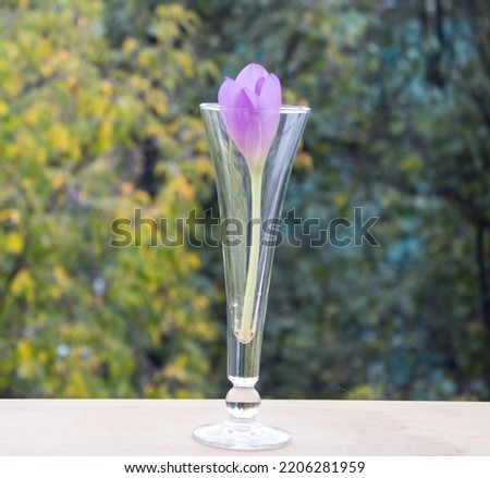 Fresh purple crocus flower in wine glass on the background of nature. Romantic still life.