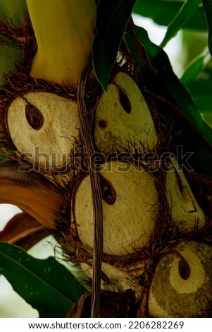 Trunk of tropical plant Philodendron selloum with owl eyes