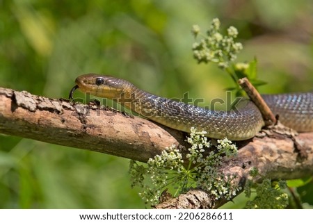 The Aesculapian snake (Zamenis longissimus, Elaphe longissima),  species of nonvenomous snake native to Europe
