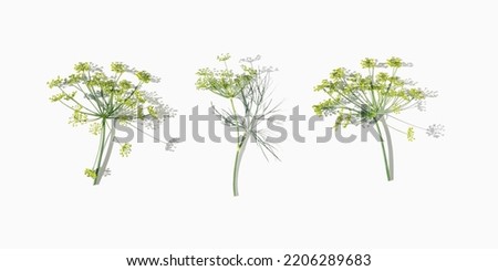 Set of flowering fresh dill, nature umbrella flowers of herb Dill isolated on white. Natural aesthetic flower spicy herbs fennel, organic design. Minimal top view, sunlight and hard shadows