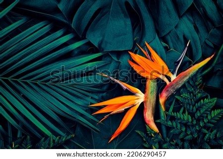 Tropical exotic flower, Closeup of Bird of Paradise or Strelitzia reginae blooming on dark blue leaves background