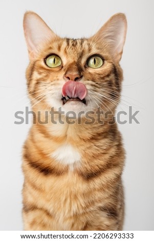 Portrait of a Bengal shorthair cat close-up on a white background. Vertical shot.