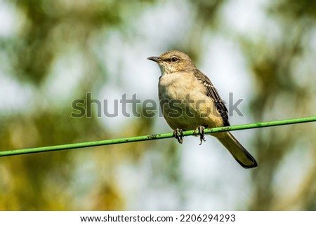 The Northern Mockingbird Can Often Be Found Perching on a Telephone Wire.
