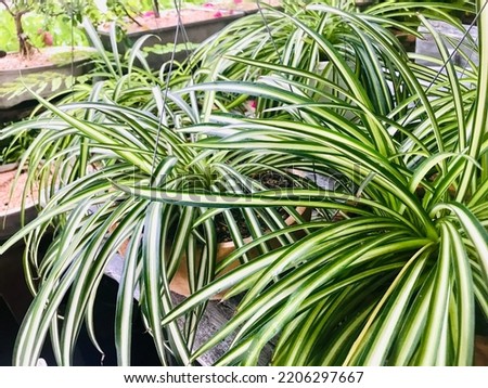 Beautiful Chlorophytum comosum (spider plant but also known as airplane plant, St. Bernard's lily, spider ivy, ribbon plant) are growing up in the earthenware pot on the old wooden table