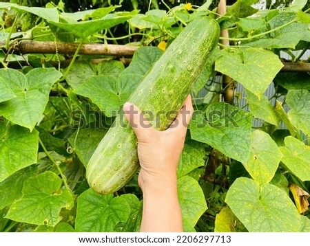 Beautiful fresh organic raw cucumbers are hanging and growing up in the kitchen garden, Grow vegetable for cooking because of good benefit and high vitamins for healthy eating and it safe of chemical 