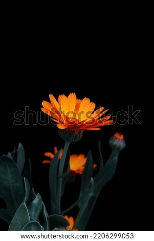 Bright orange marigold flower on a black background