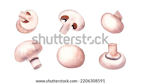 Watercolor fresh mushroom champignon set. Hand drawn illustration, isolated on white background