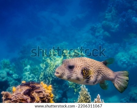 white spotted puffer fish over colorful corals side view while diving