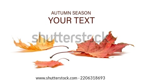 Autumn leaves isolated on white background 