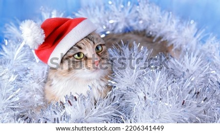 Cat is sitting in a shiny garland.  Happy New Year. Santa Kitten. Merry Christmas. Pet care. Little Cat in a red hat of Santa Claus sitting on the white blue background close up. Christmas garland. 