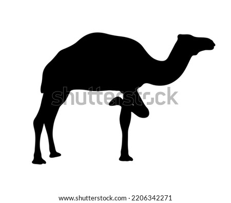 Black silhouette of a camel on a white background. Dromedary with bent leg.
