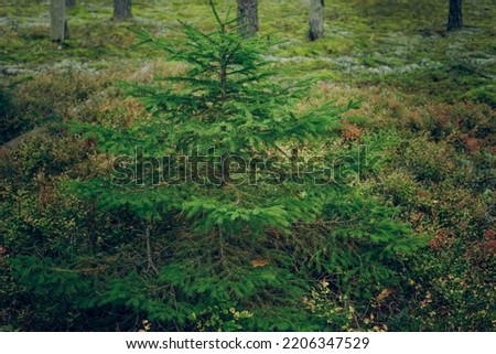 A fir tree grows in a pine forest, pine trees grow around the fir tree. Holiday joy.