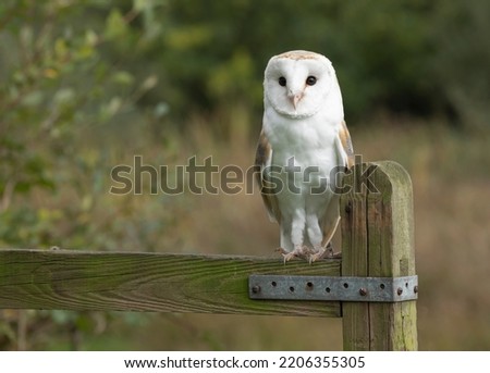 Barn owl sat on a gate post againsta sunny green, yellow and peach background