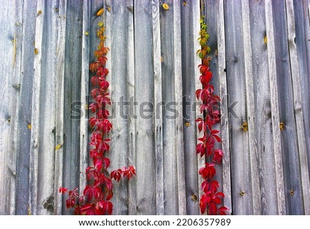 Wild grapes weave along a wooden wall.