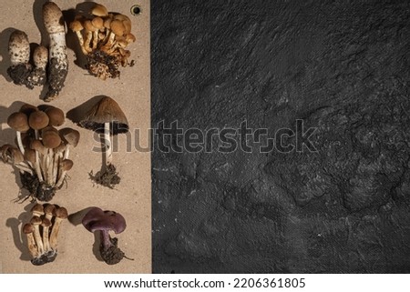 Mushrooms wild different on kraft paper on a black textured background. Forest decor. Flat lay, top view. Creative art 