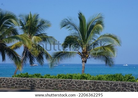 palm trees in the tropics. This is an ocean view picture taken in Hawaii with the beautiful ocean in the background. Two palm trees take front and center as we enjoy a warm tropical ocean view.