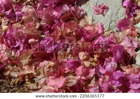 dried flowers of the pink Bougainvillea plant and spilled on the stone streets, dried pink Bougainvillea plant flowers