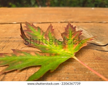 Variegated maple leaf on old wooden background. Defocused. Autumn leaf on a bench in the park. Walk outdoors. Vacation and weekend concept in autumn Royalty-Free Stock Photo #2206367739