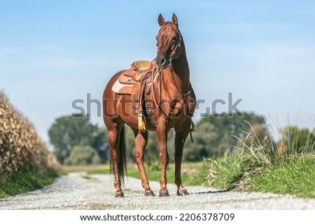 Portrait of a saddled beautiful chestnut western quarter horse gelding standing on a country road in summer outdoors Royalty-Free Stock Photo #2206378709