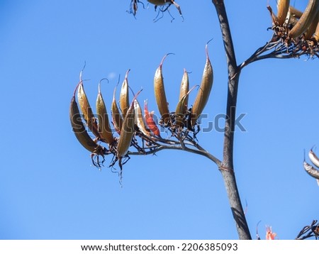 New Zealand flax flower stem closeup against blue sky.